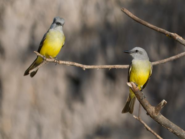 Tropische koningstiran (Tyrannus melancholicus)